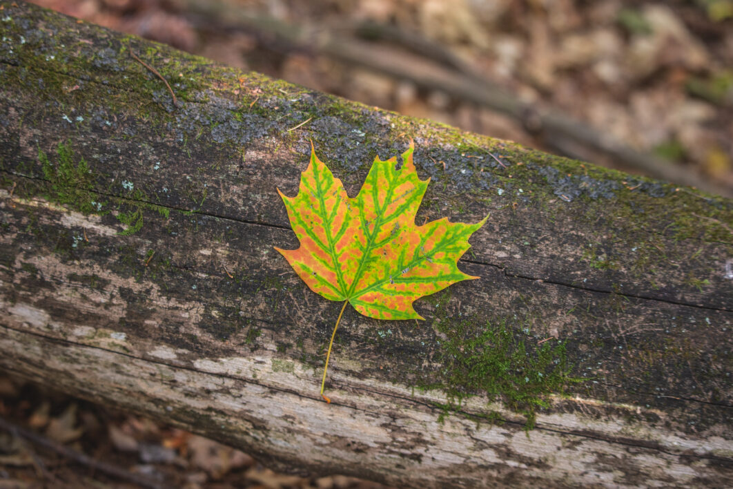 Fall Autumn Leaf