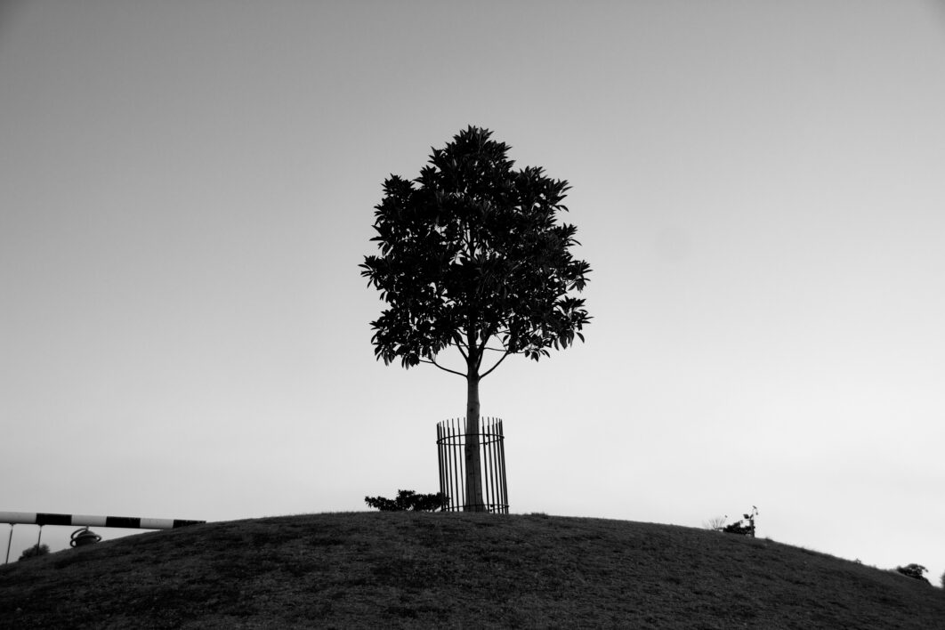 Single Tree Nature