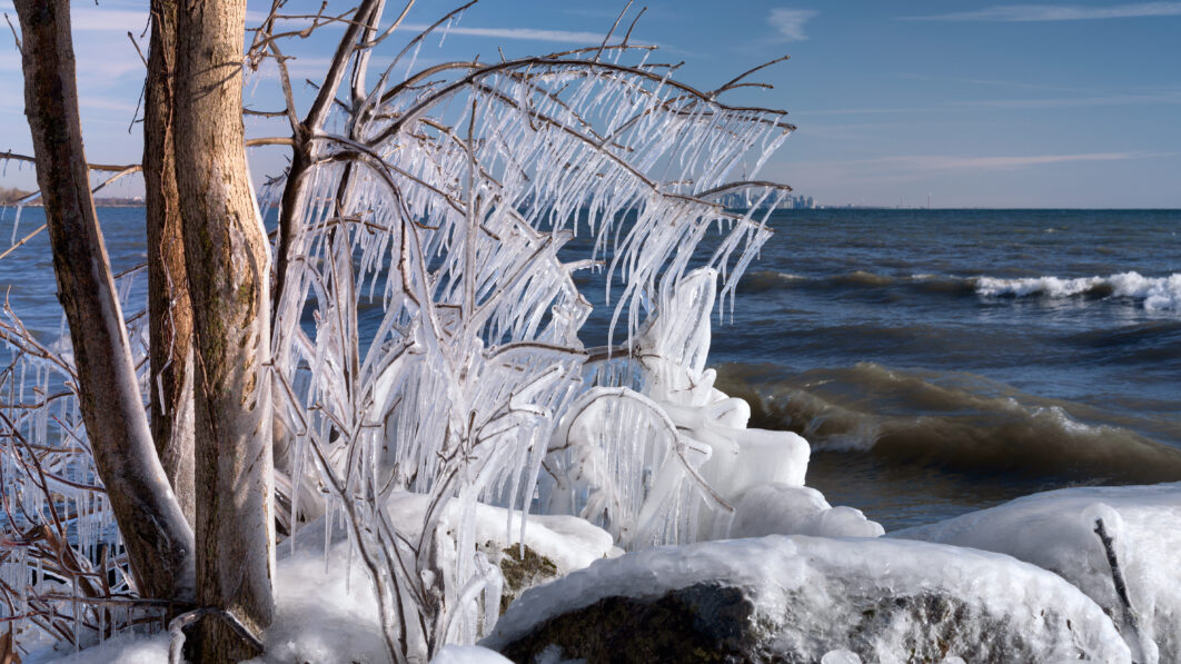 Frozen Tree Branch