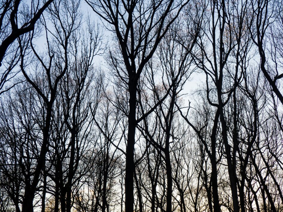 Bare Tree Nature