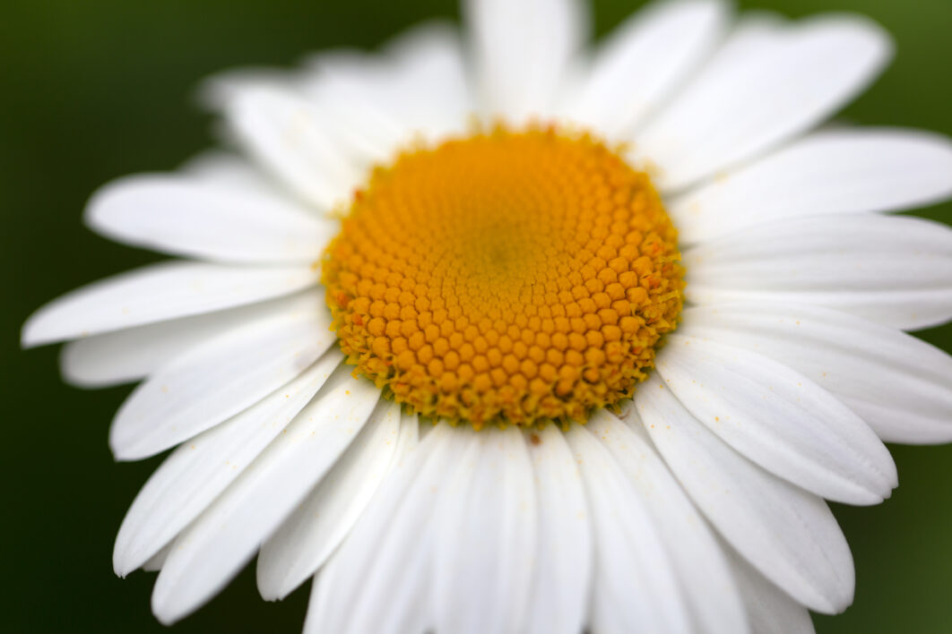 White Daisy Flower