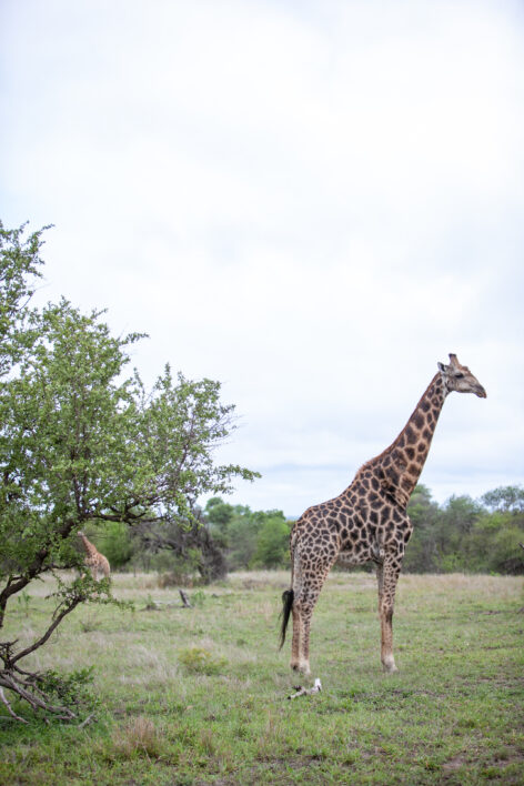 Giraffe Animal Wildlife