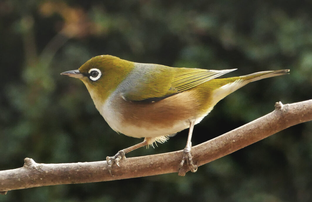 Bird Perched Nature