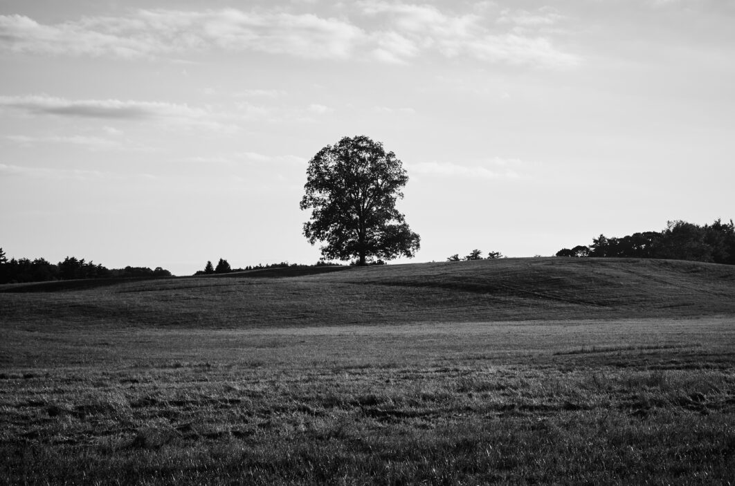Single Tree Nature