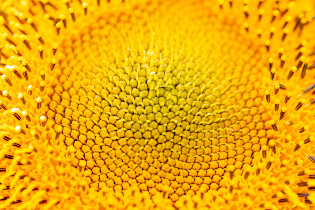 Sunflower Macro Background