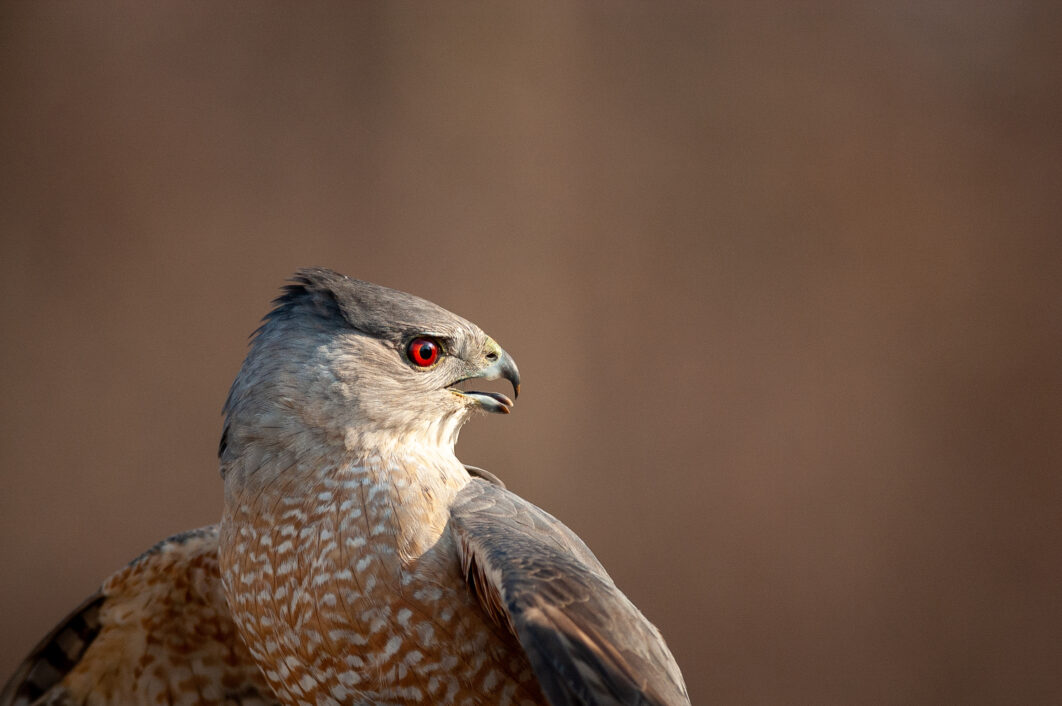Hawk Nature Wildlife