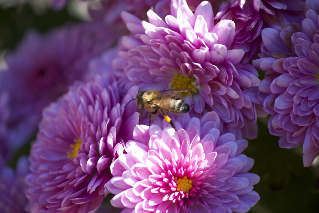 Bee Flower Nature