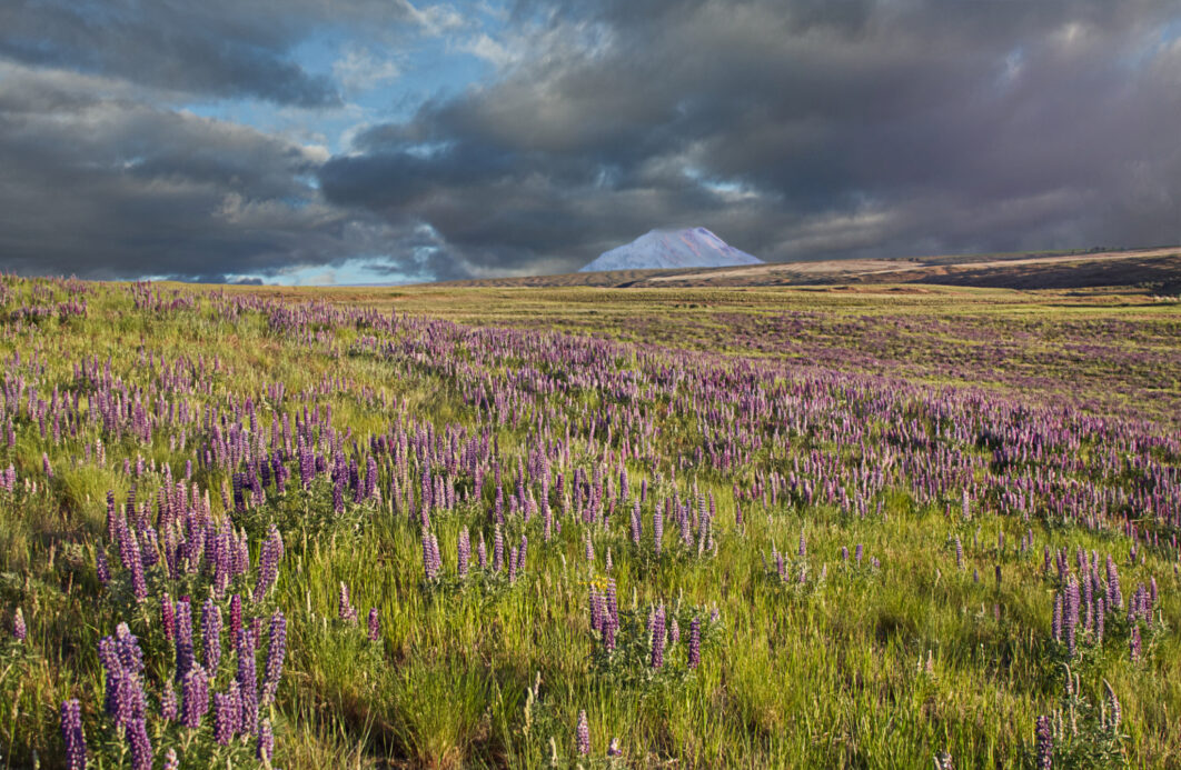 Lupine Flowers Field