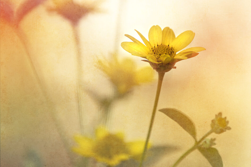 Painting Flower Background