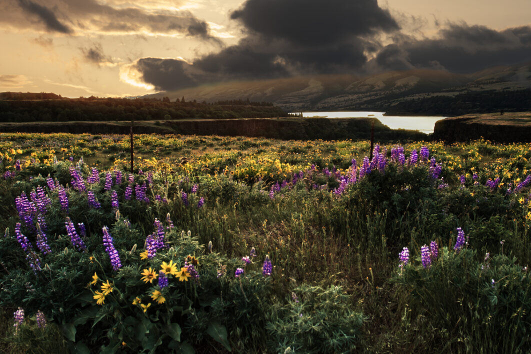 Meadow Summer Nature