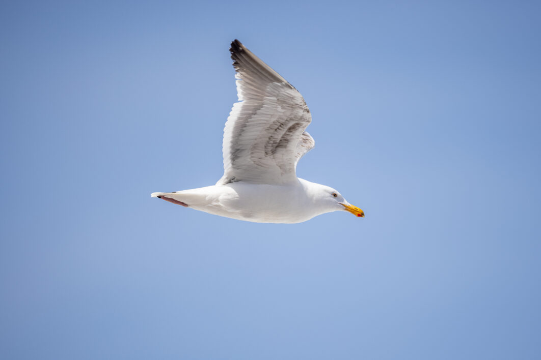 Flying Bird Sky