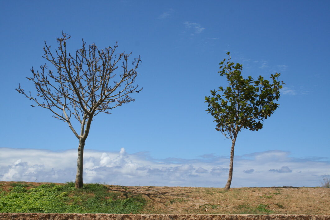 Trees Nature Landscape