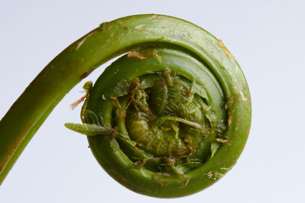 Green Fern Vegetable