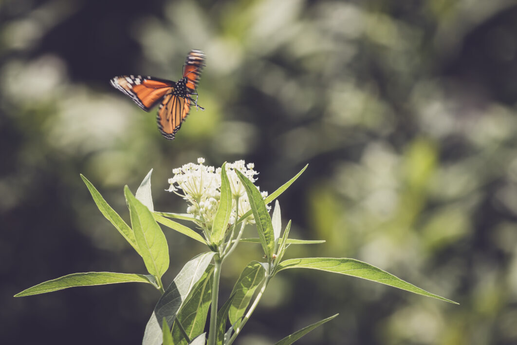 Butterfly Close Insect
