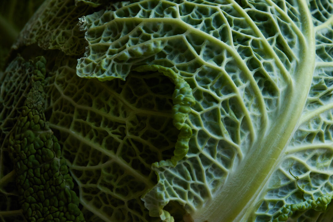 Vegetable Leaf Macro