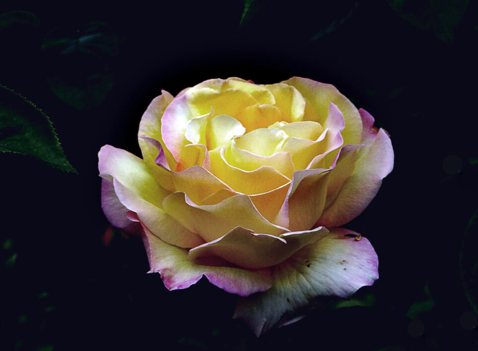 Macro Flower Bloom