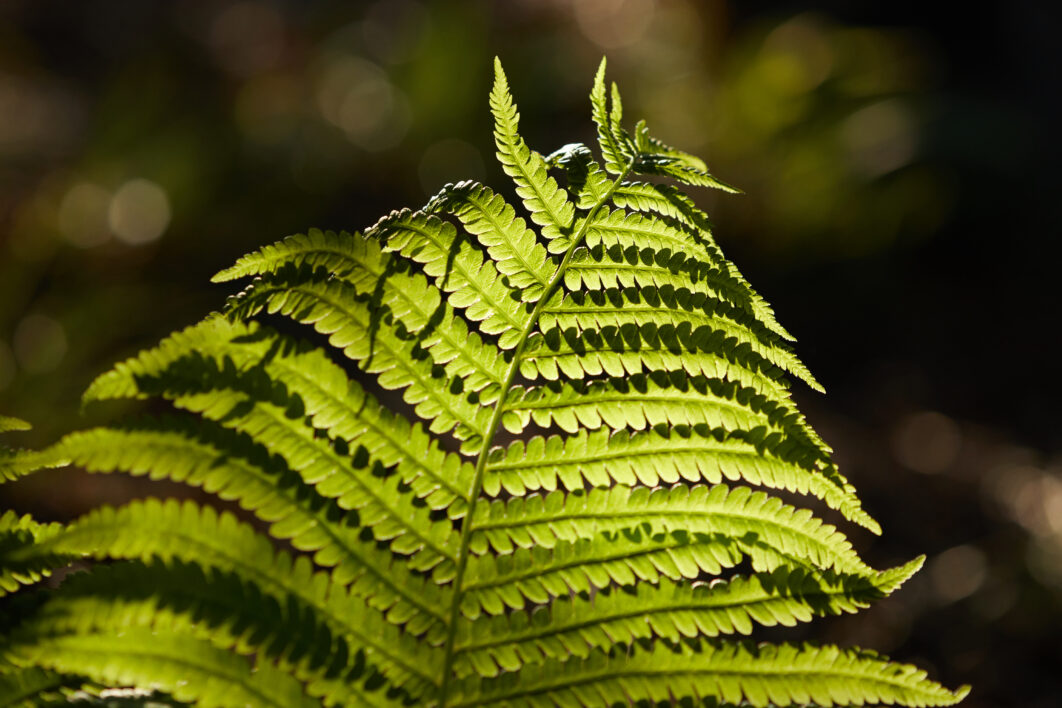 Fern Green Botany