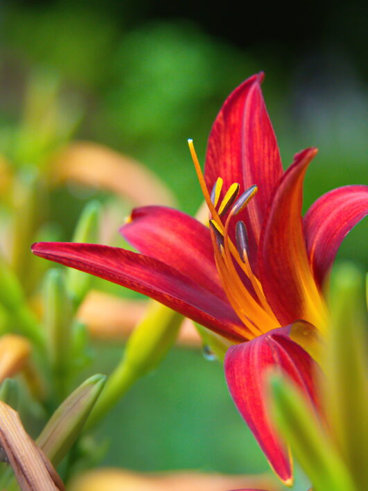 Flower Bloom Close