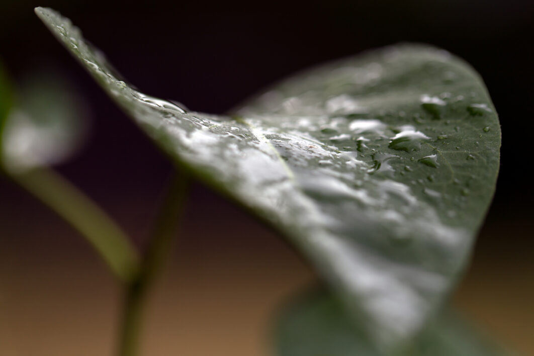 Leaves Rain Droplets