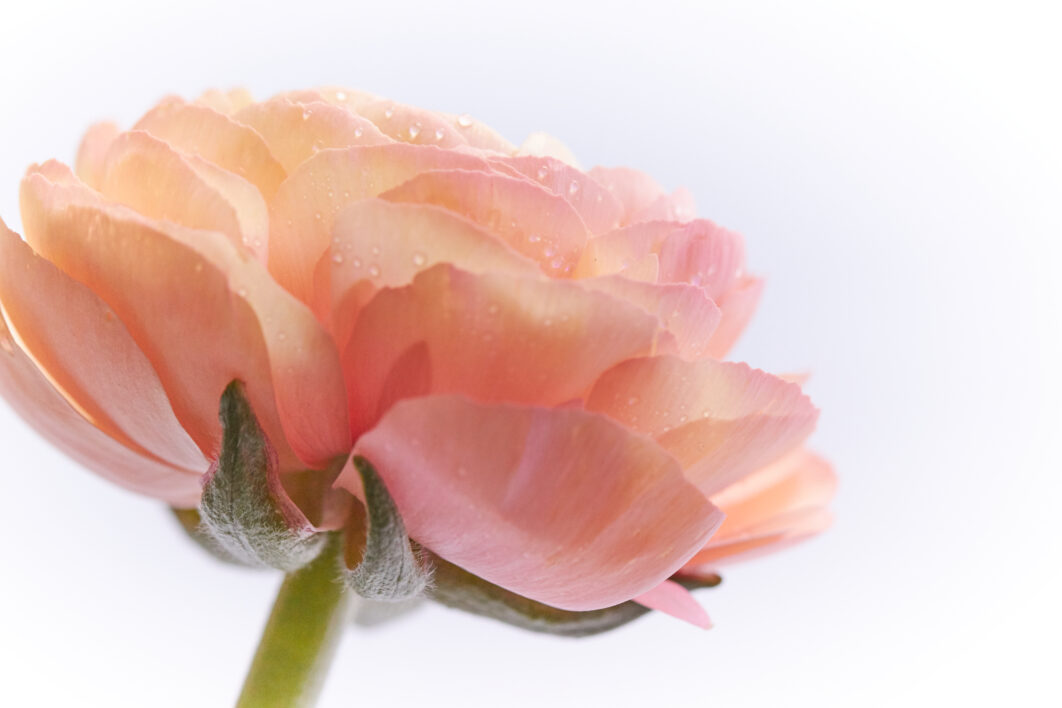 Flower Blossom Isolated