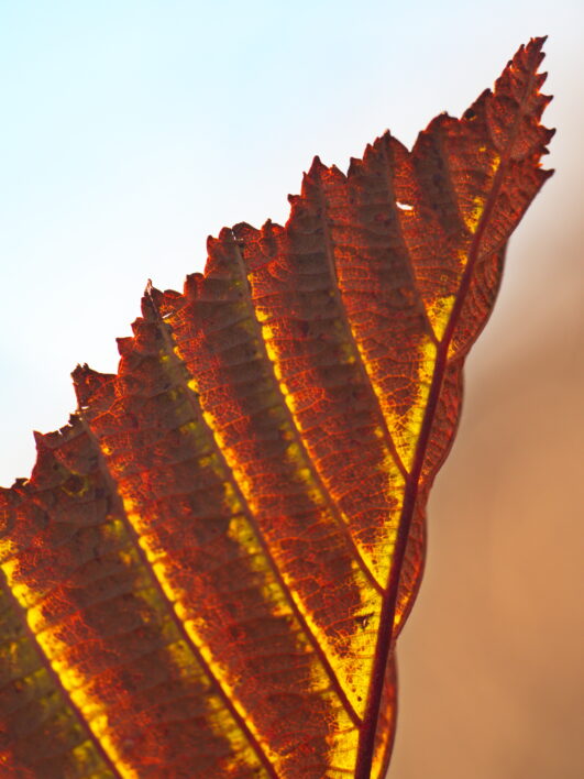 Leaf Texture Background