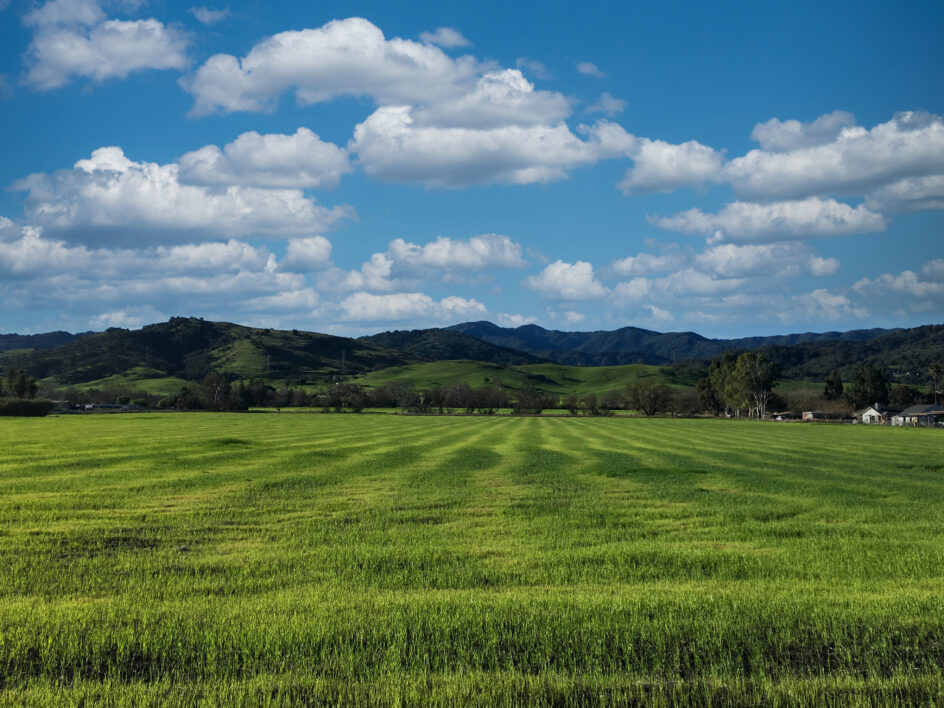 Mountain Meadow Grass