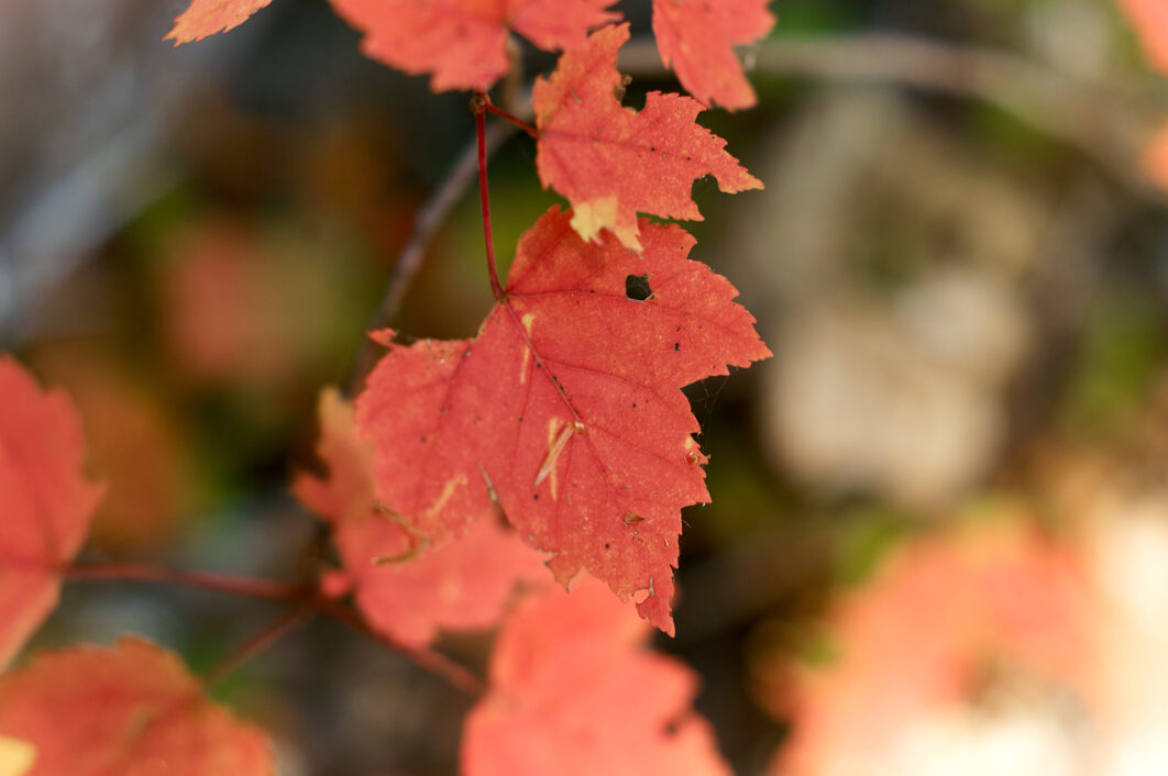 Foliage Fall Leaves