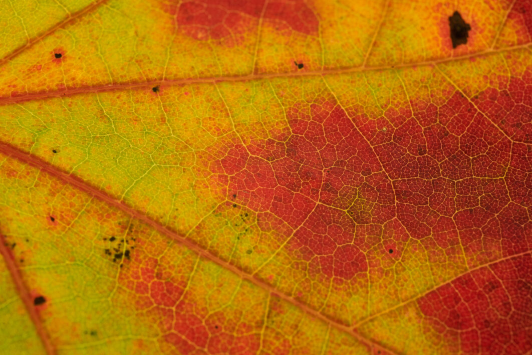Abstract Nature Background