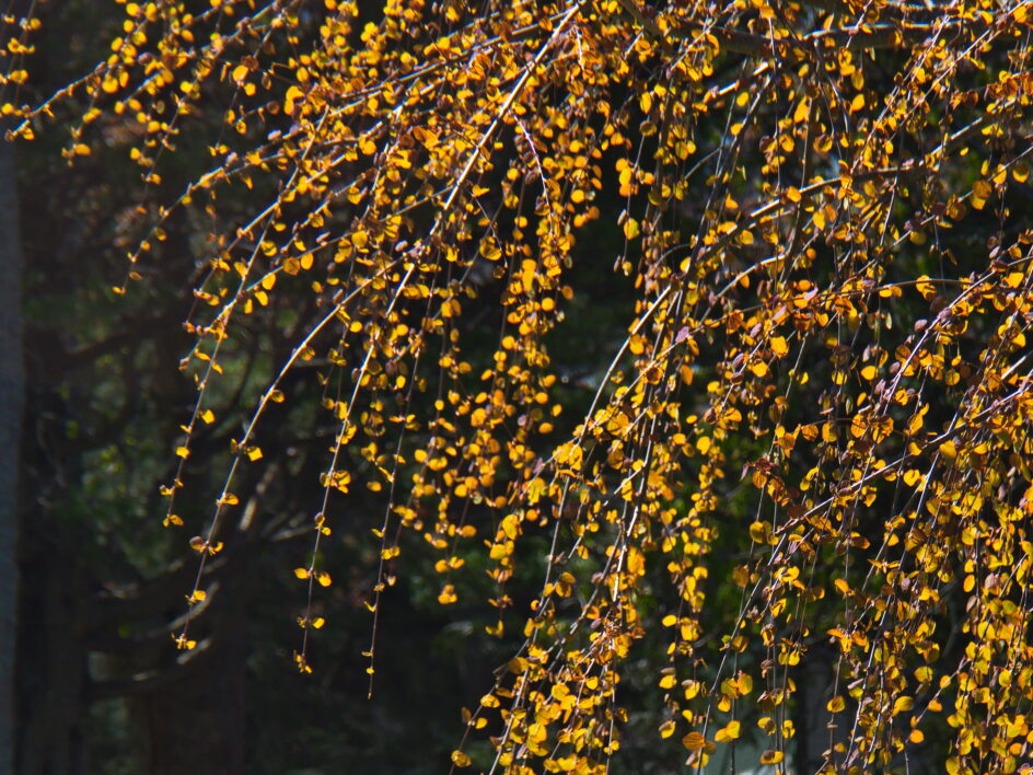 Autumn Leaves Tree