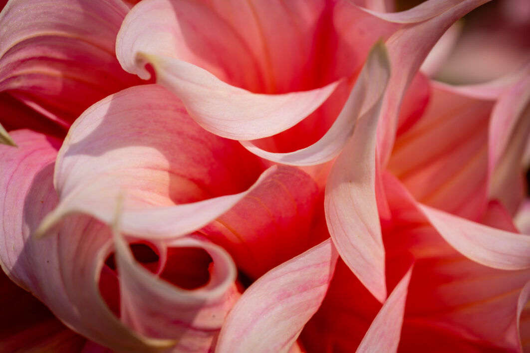 Flower Pink Background