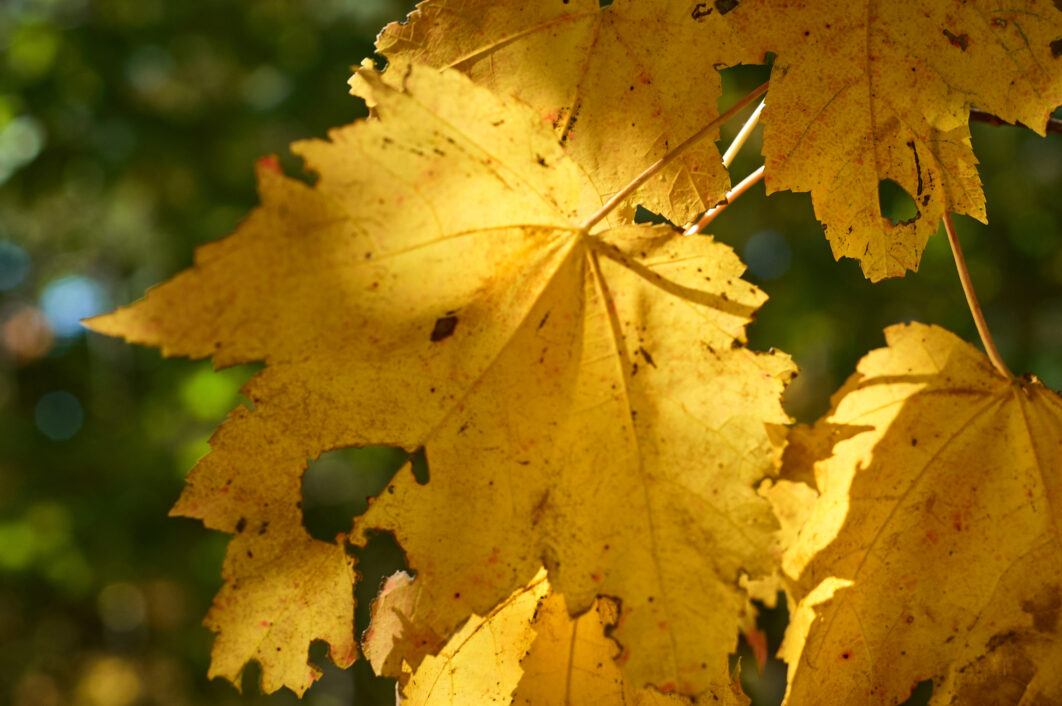 Leaf Autumn Fall