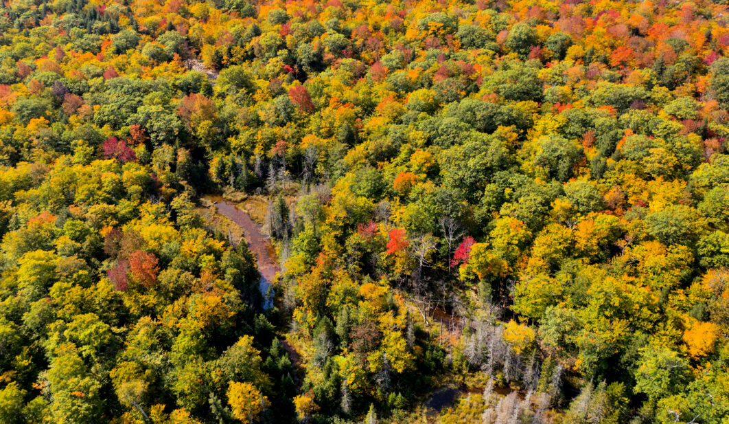Autumn Fall Forest