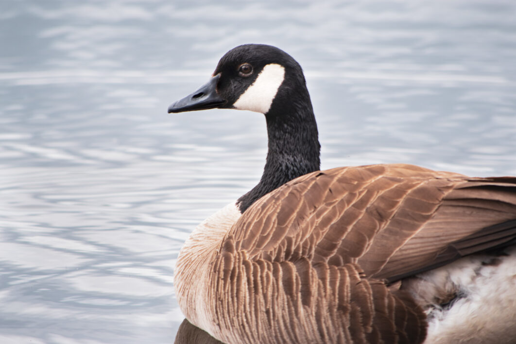 Goose Wildlife Nature