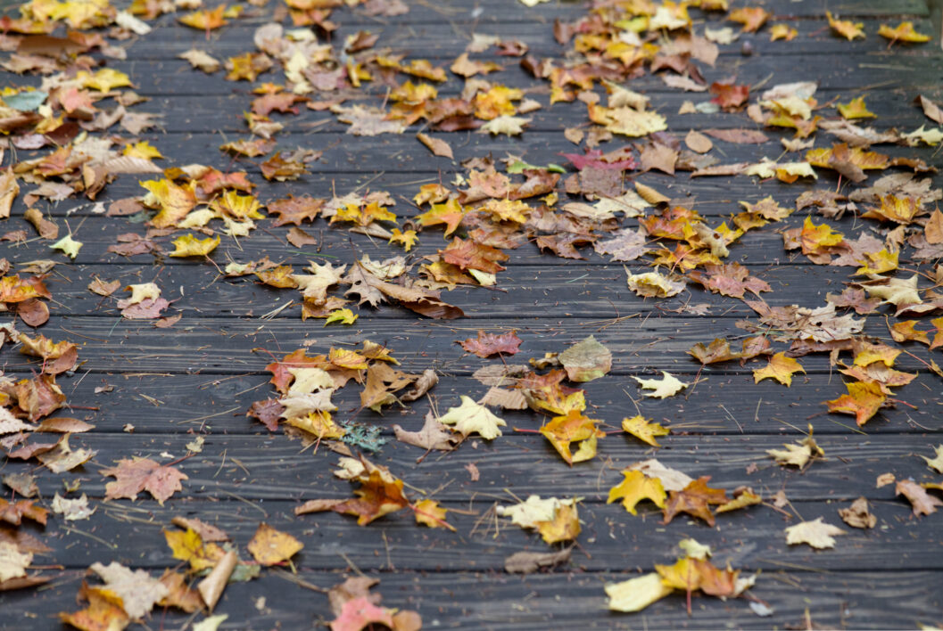 Fall Leaves Wood