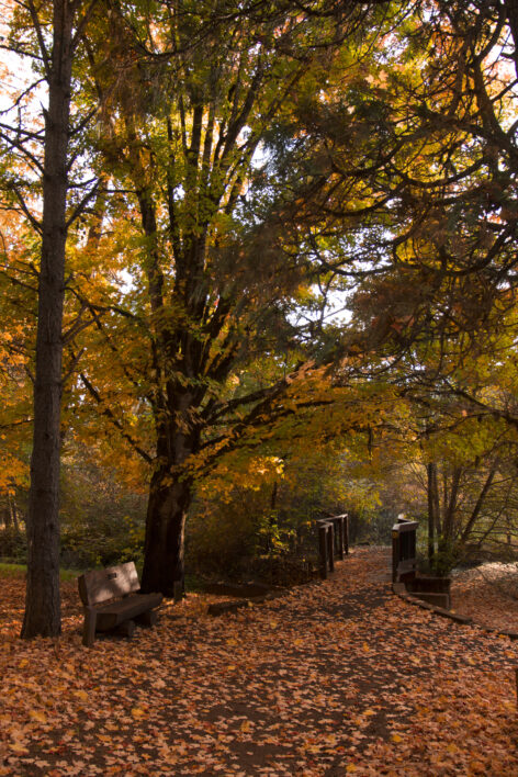 Autumn Path Nature