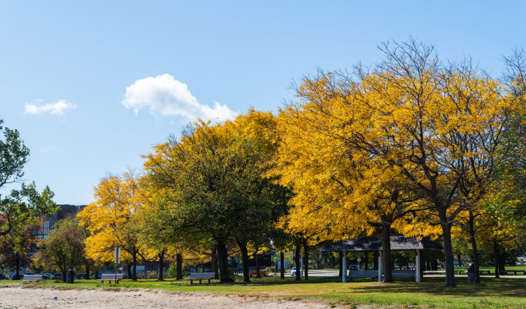 City Park Background