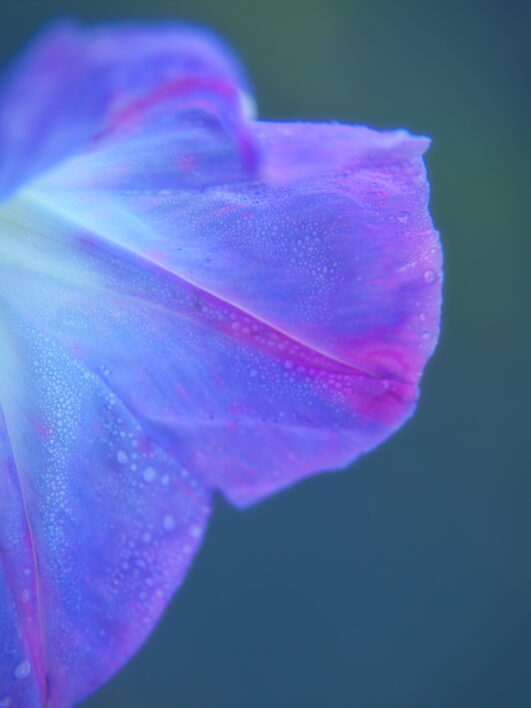 Blue Flower Close Up
