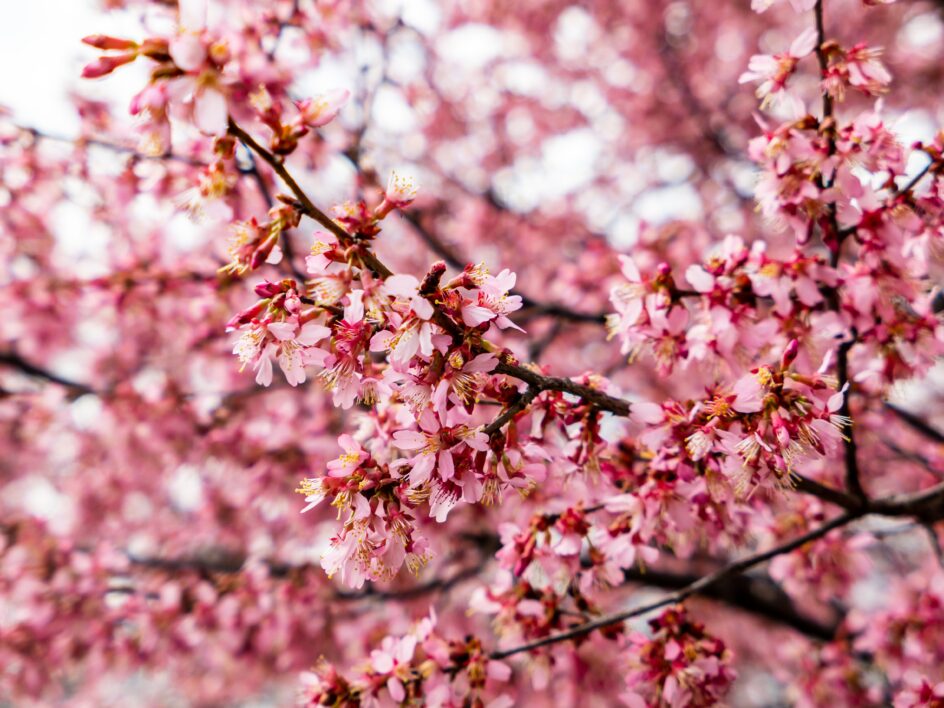 Cherry Tree Blossoms