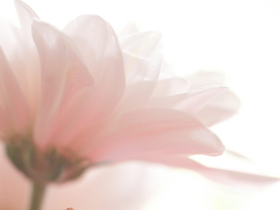 Pink Flower Abstract
