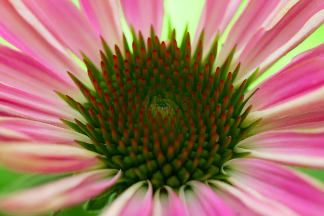 Flower Petals Macro