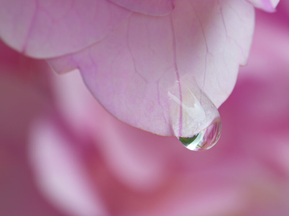 Pink Flower Petal