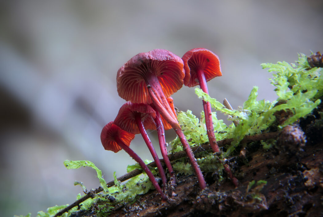 Mushroom Fungus Nature