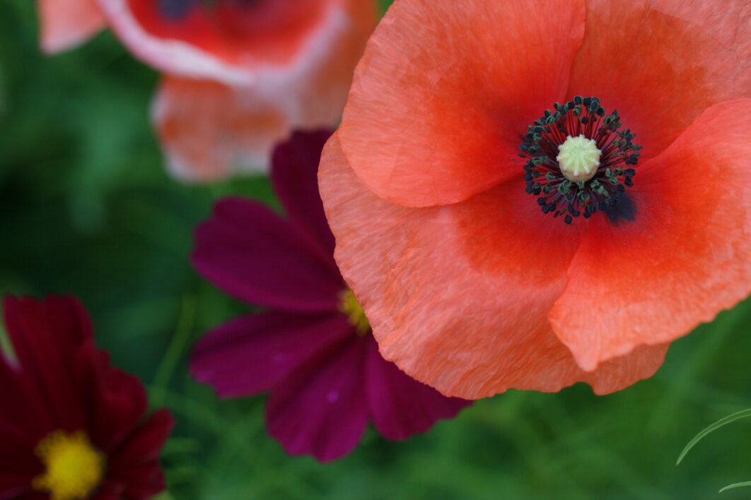 Poppy Flower Garden