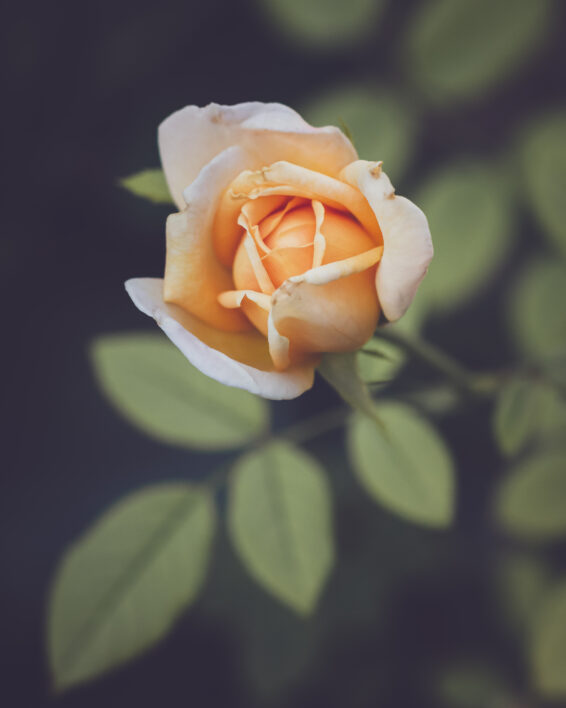Flower Blossom Macro