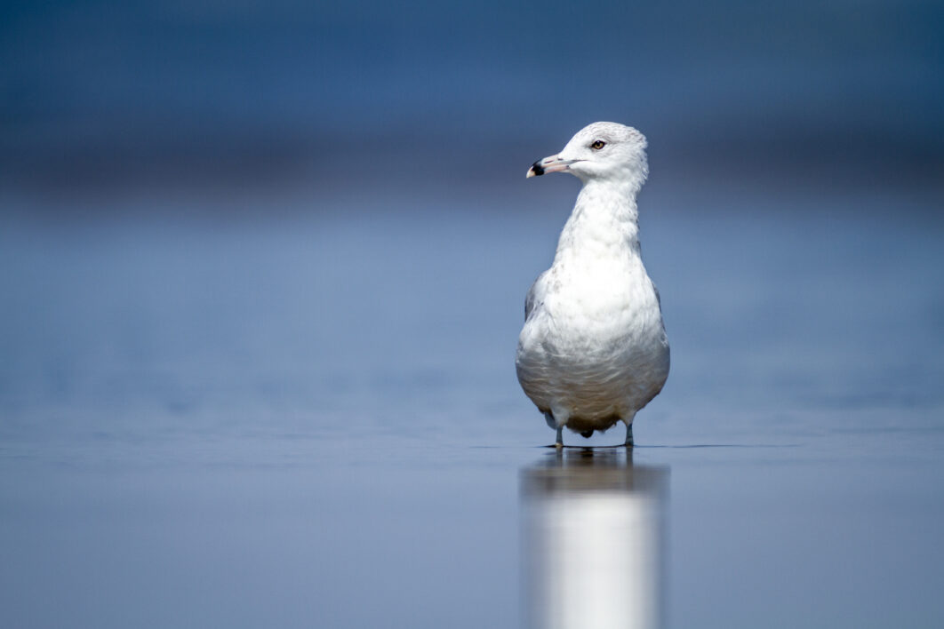 Bird Wildlife Gull