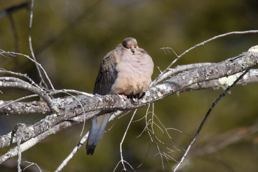 Bird Feathers Perched
