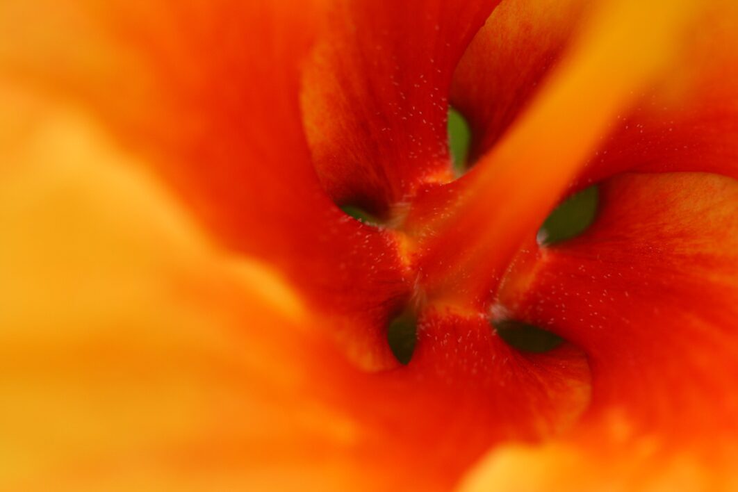 Flower Macro Abstract