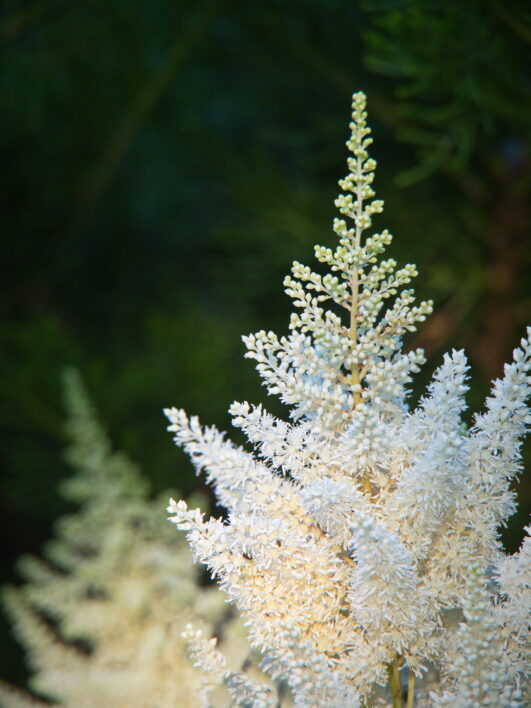White Flowering Plant