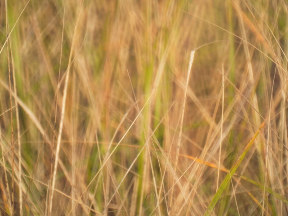 Tall Grass Background