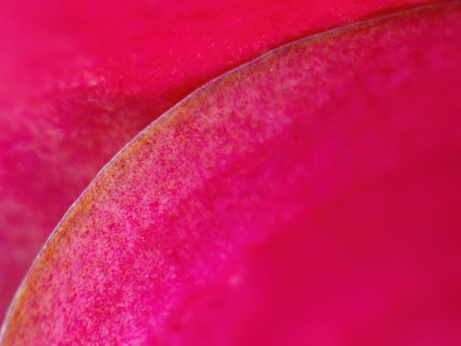 Flower Macro Nature